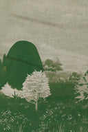 Morning Meadow