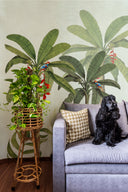 Palm Treats
